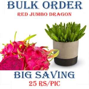 Red Jumbo Dragon Fruit Plant (Bulk Order)