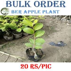 Ber Apple Plant (Bulk Order)