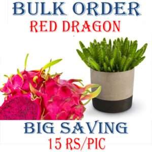 Red Dragon Fruit Plant (Bulk Order)