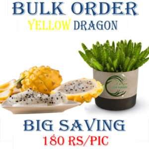 Yellow Dragon Fruit Plant (Bulk Order)