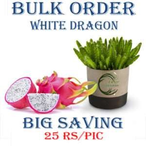 White Dragon Fruit Plant (Bulk Order)