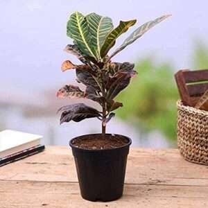 Croton Fresh Organic Flower Plant, Codiaeum Variegatum (Petra), Pata Bahar - Fresh Organic Flower Plant