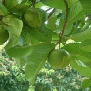 Chalta ,Dillenia Indica, Elephant Apple Organic Fruit Plant