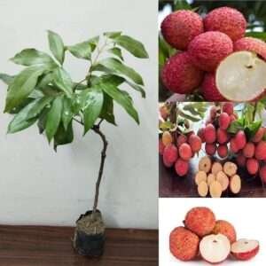 Litchi Tree Organic Fruit Plant / Lychee (Seedling)