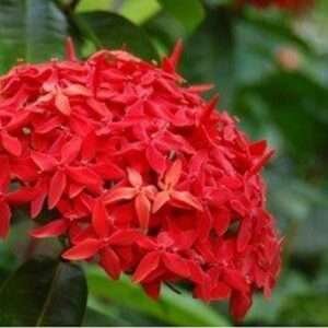Ixora Dwarf (Red) Fresh Organic Flower Plant