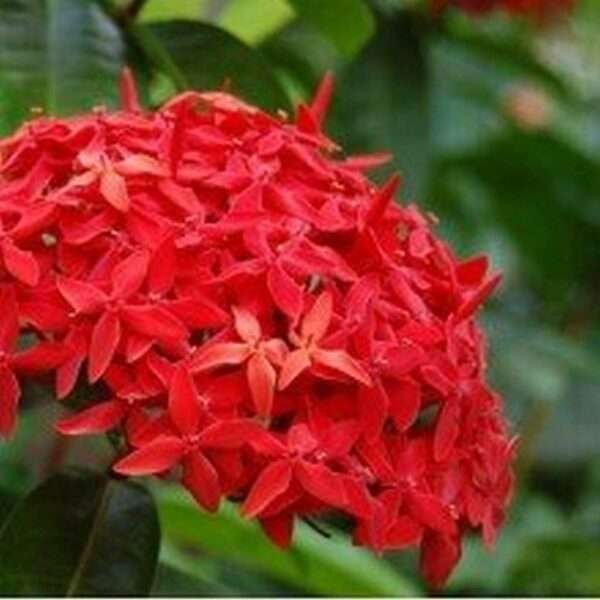 Ixora Dwarf (Red) Fresh Organic Flower Plant