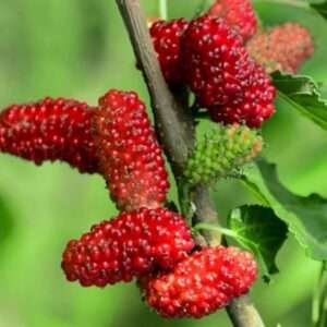 Shahtoot, Mulberry, Tuti Organic Fruit Plant