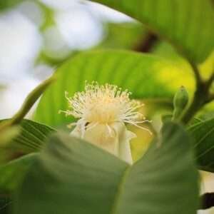 Psidium Guajava, Guava - 0.5 Kg Seeds