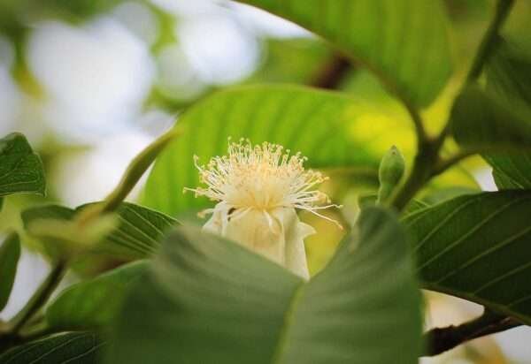 Psidium Guajava, Guava - 0.5 Kg Seeds