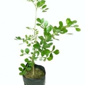 Kodbel Wood Apple Organic Fruit Plant