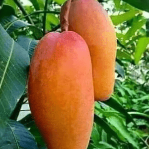 Banana Mango (Grafted) Organic Fruit Plant