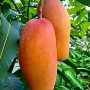 Red Banana Mango (Grafted) Organic Fruit Plant