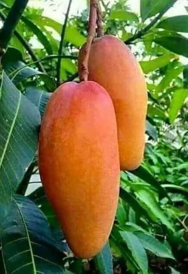 Red Banana Mango (Grafted) Organic Fruit Plant