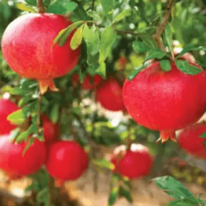 Anar Fruit Organic Fruit Plants Air Layering