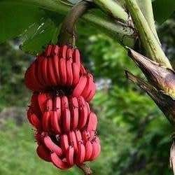 Red Banana Organic Fruit Plant
