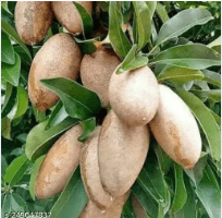 Thai Ball Chikoo Organic Fruit Plant Grafted
