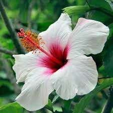 Pune Joba / Hibiscus, Gudhal Flower (White) - Fresh Organic Flower Plant