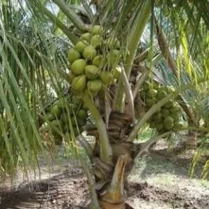 Gangabardhan Coconut Organic Fruit Plant