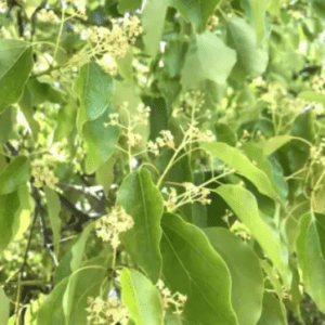 Cinnamomum Camphora, Kapur - Organic Fruit Plant