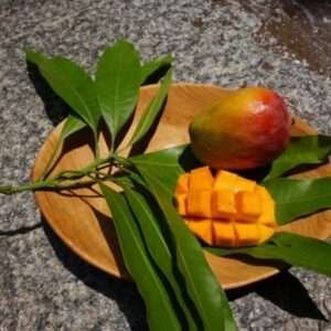 Dudh Pedo Mango Grafted Organic Fruit Plant