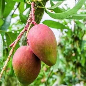 Thai Red Banana Mango (Grafted) Organic Fruit Plant
