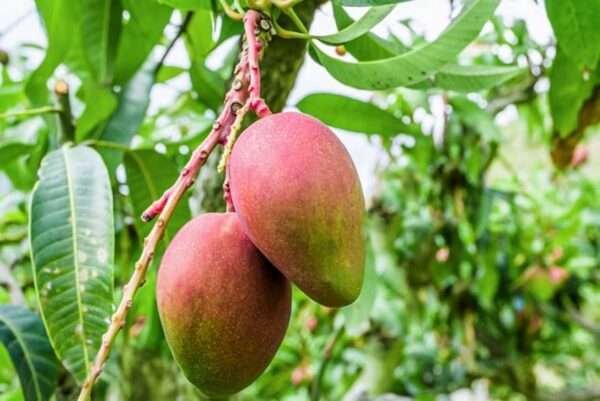 Thai Red Banana Mango (Grafted) Organic Fruit Plant