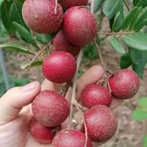 Rubi Longan Litchi Grafted Organic Fruit Plant
