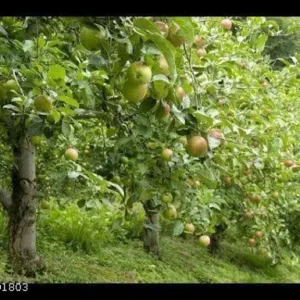 Apple, Seb - Organic Fruit Plant