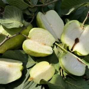 Seedless Guava (Air Layering)