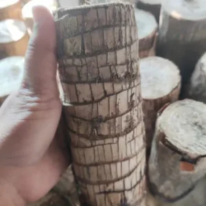 Brazilian Lucky Wood Plant (1pc)