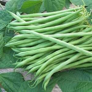 Bush Beans - Desi Vegetable Seeds