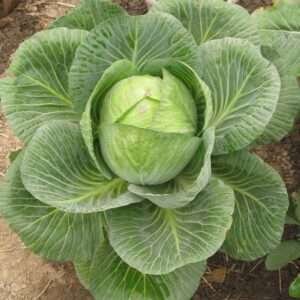 Cabbage Poi - Desi Vegetable Seeds