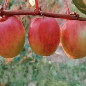 Kashmiri Red Apple Ber Organic Fruit Plant (Grafted)