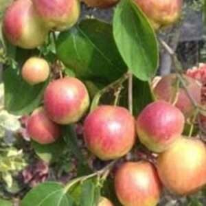 Thai Seedless Apple Ber Organic Fruit Plant Grafted