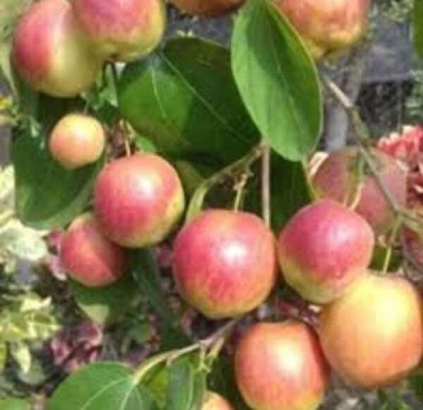 Thai Seedless Apple Ber Organic Fruit Plant Grafted