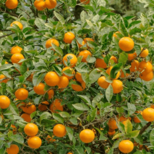 Orange Fruit, Santra ( Grafted ) Organic Fruit Plant