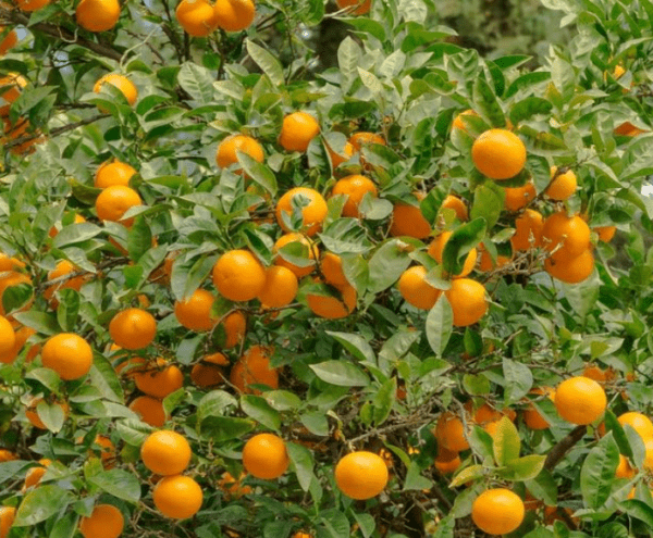 Orange Fruit, Santra ( Grafted ) Organic Fruit Plant