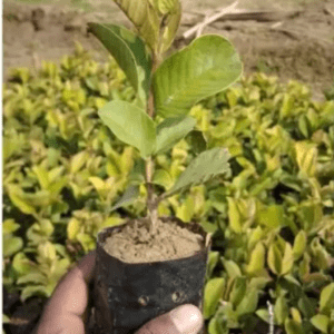 Khaja Guava Organic Fruit Plant