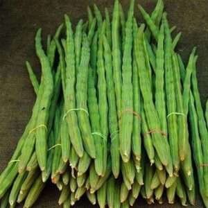 Drumsticks, Moringa Oleifera - Vegetable Seeds