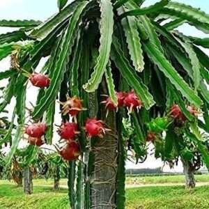 White Dragon Organic Fruit Plants