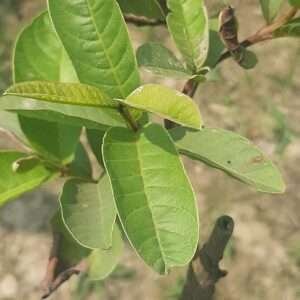 Thai Super Kiran Guava Grafting