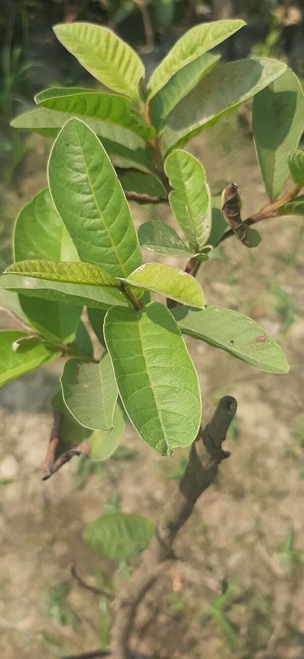 Thai Super Kiran Guava Grafting