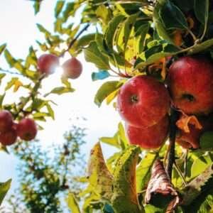 Hrmn 99 Apple Fruit Organic Fruit Plant
