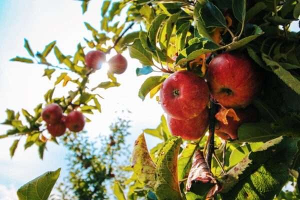 Hrmn 99 Apple Fruit Organic Fruit Plant