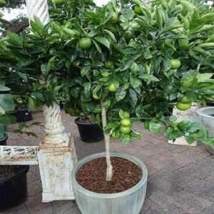Sweet Bari1 Malta Lemon Organic Fruit Plant