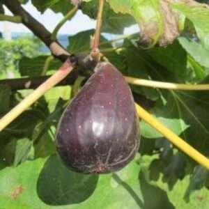 Anjer Fruit Organic Fruit Plant, Fig Organic Fruit Plant, Common Fig Grafted