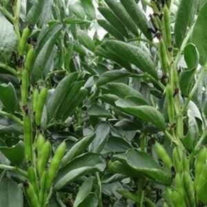 Fava Beans Selection Bakla - Vegetable Seeds