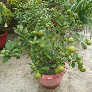 Thai Pati Lemon Organic Fruit Plant