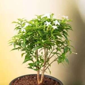 Chandni flower Tagar Mini - Plant Tagar tree east Indian rosebay, Nero's Crown