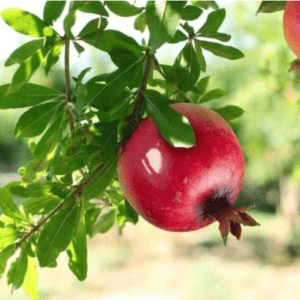 Super Bhogya Anar Organic Fruit Plant Air Layering